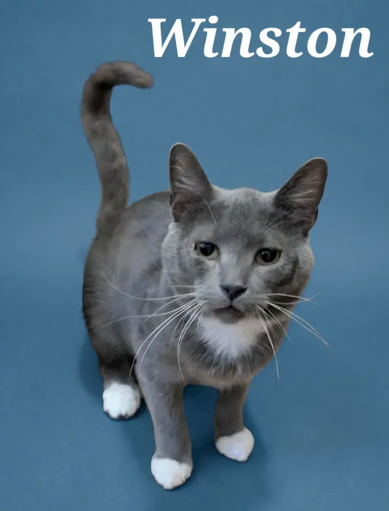 Winston - Domestic Short Hair