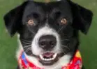 Toby Courtesy Post - Border Collie