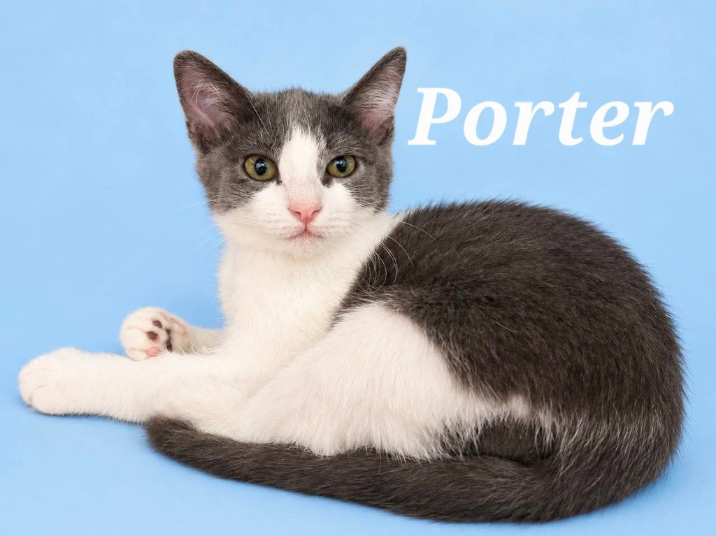 Porter