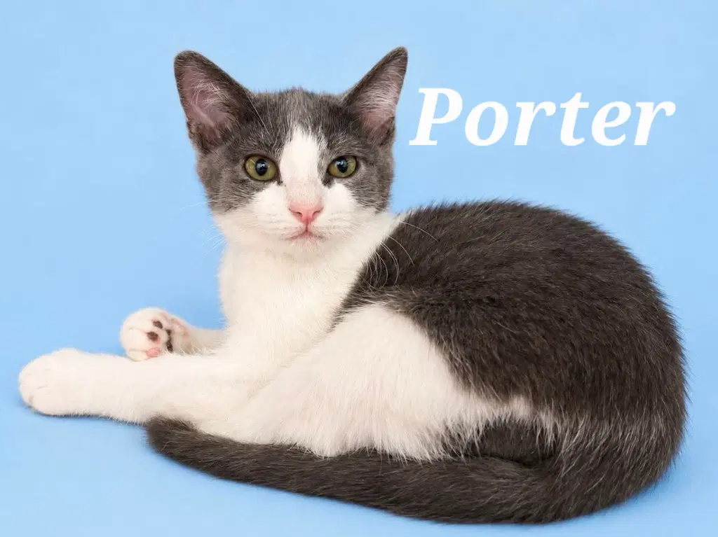 Porter - Domestic Short Hair