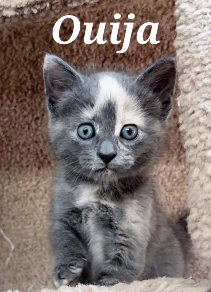 Ouija - Domestic Short Hair
