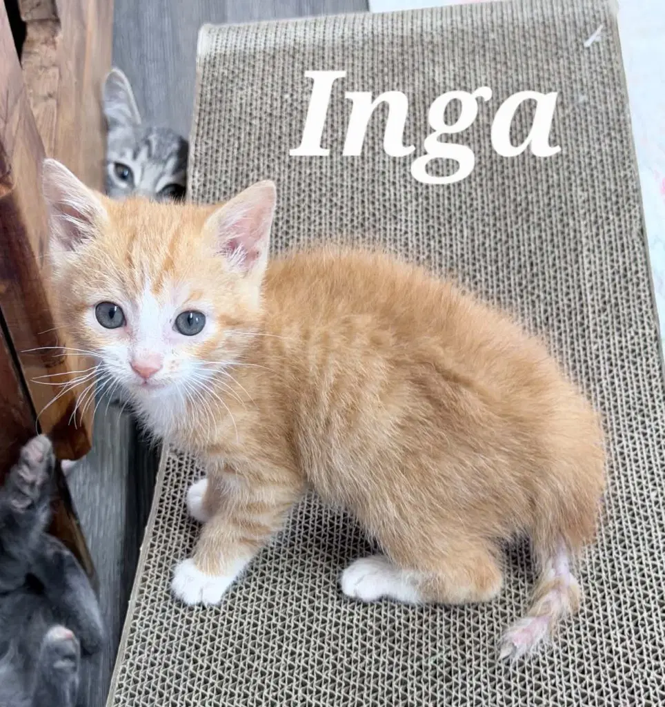 Inga - Domestic Short Hair