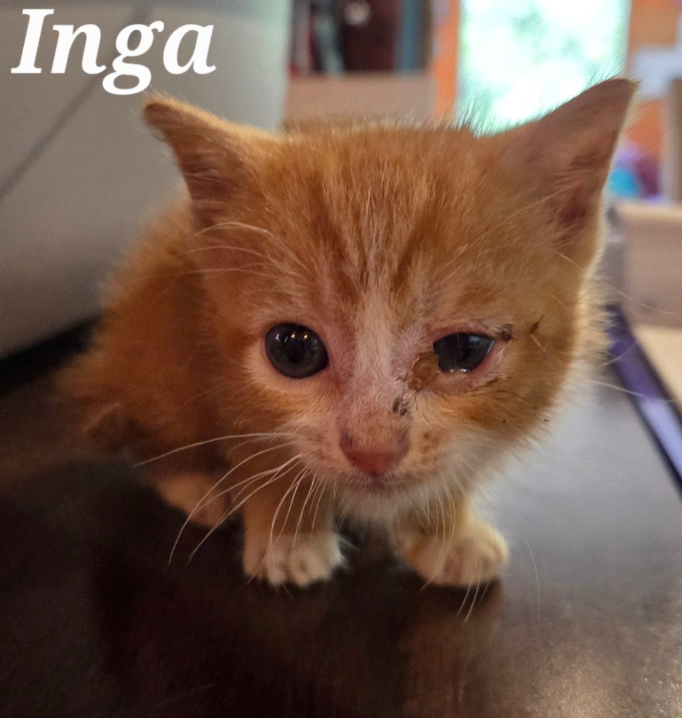 Inga, photo 2