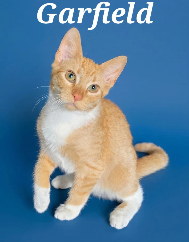 Garfield