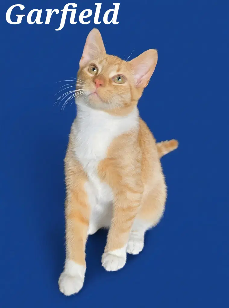 Garfield image 2