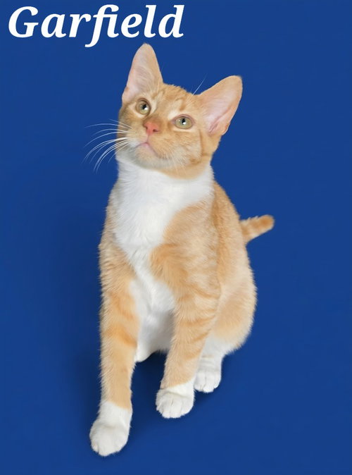 Garfield, photo 2