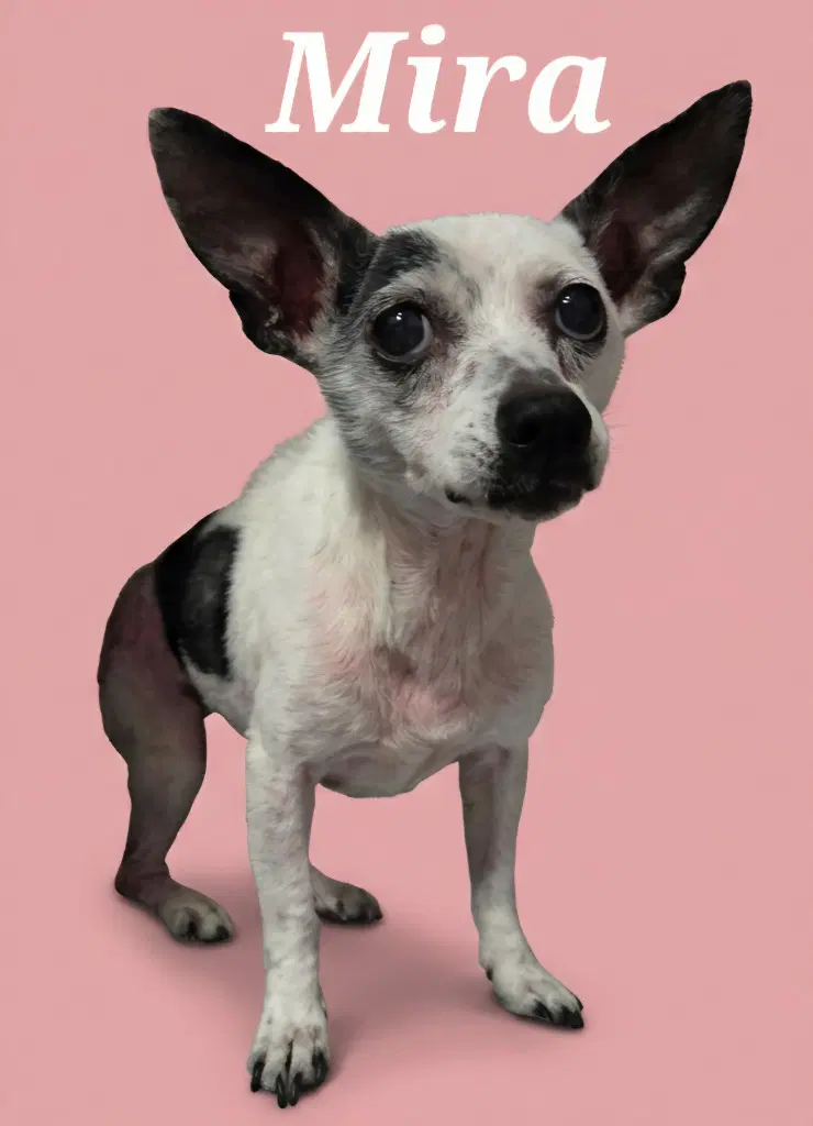 Mira - Chihuahua