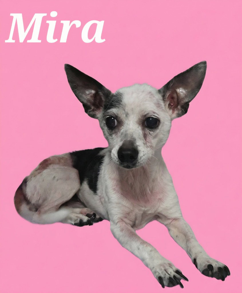 Mira, photo 2