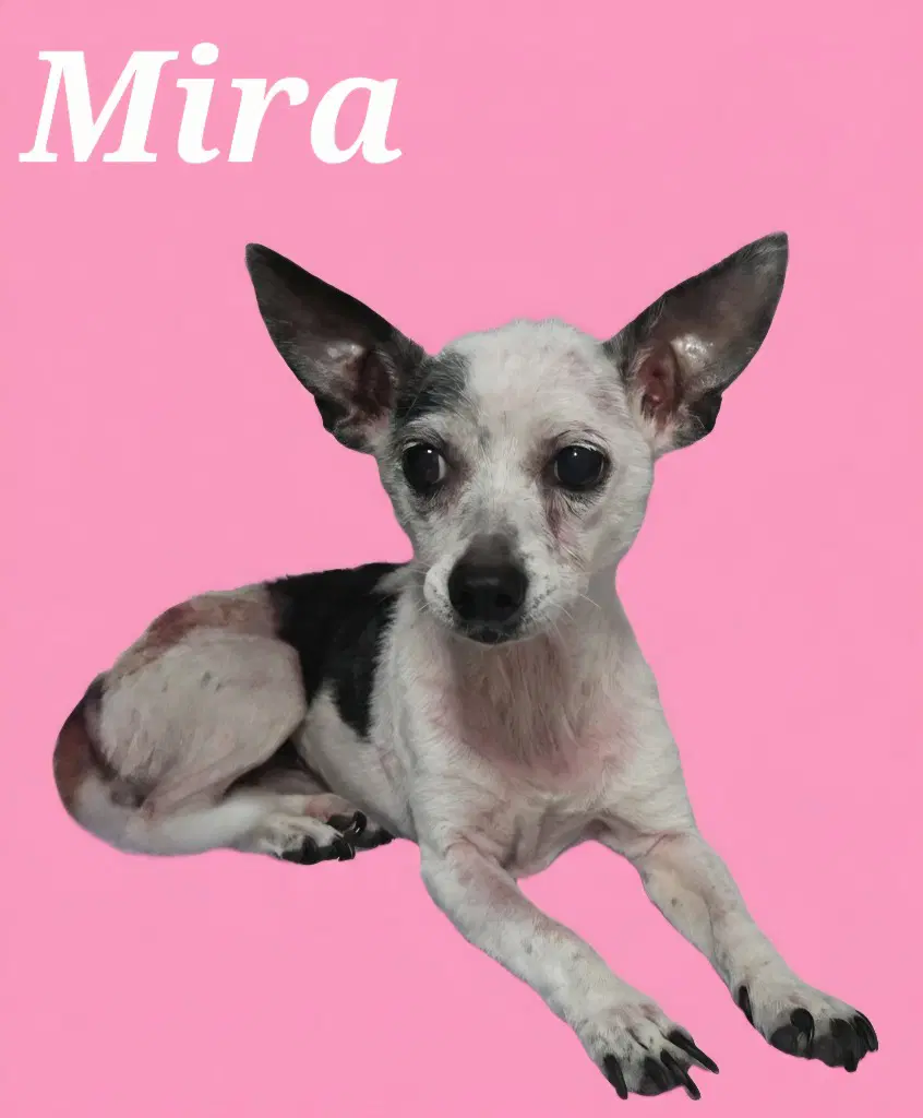 Mira image 2
