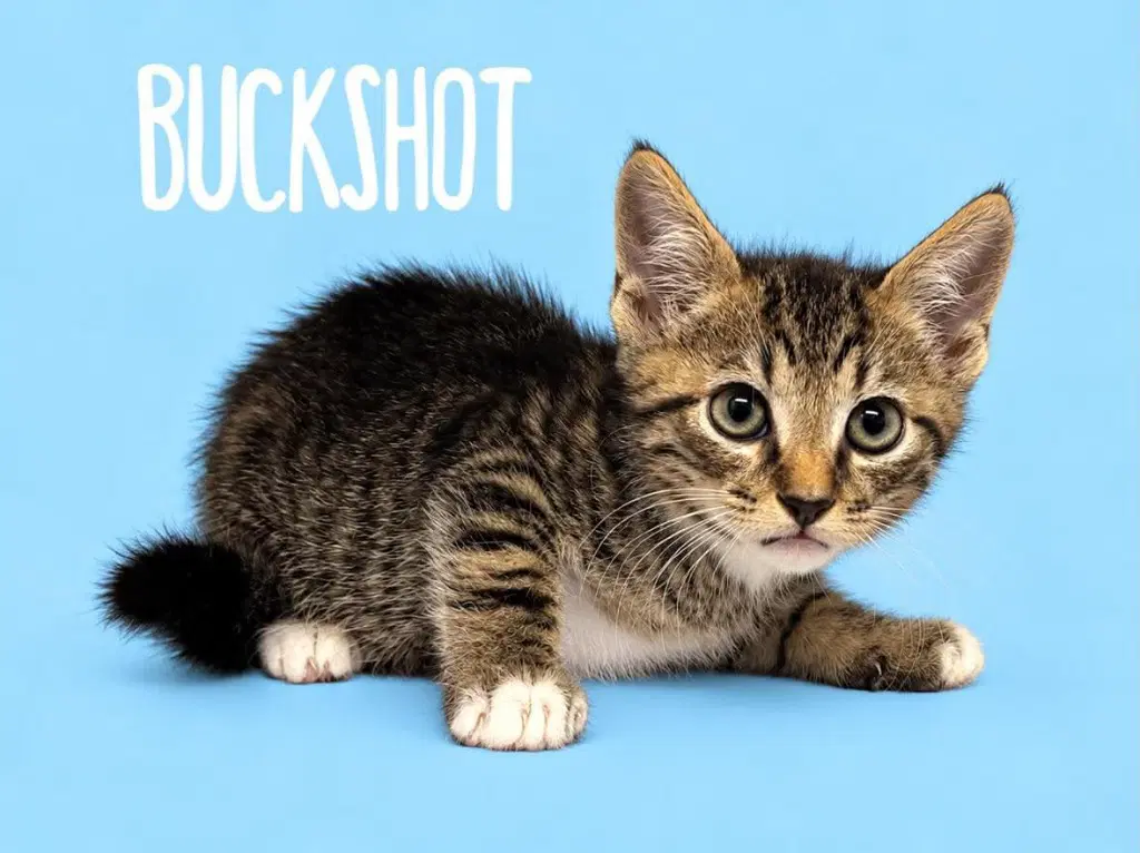 Buckshot - Domestic Short Hair