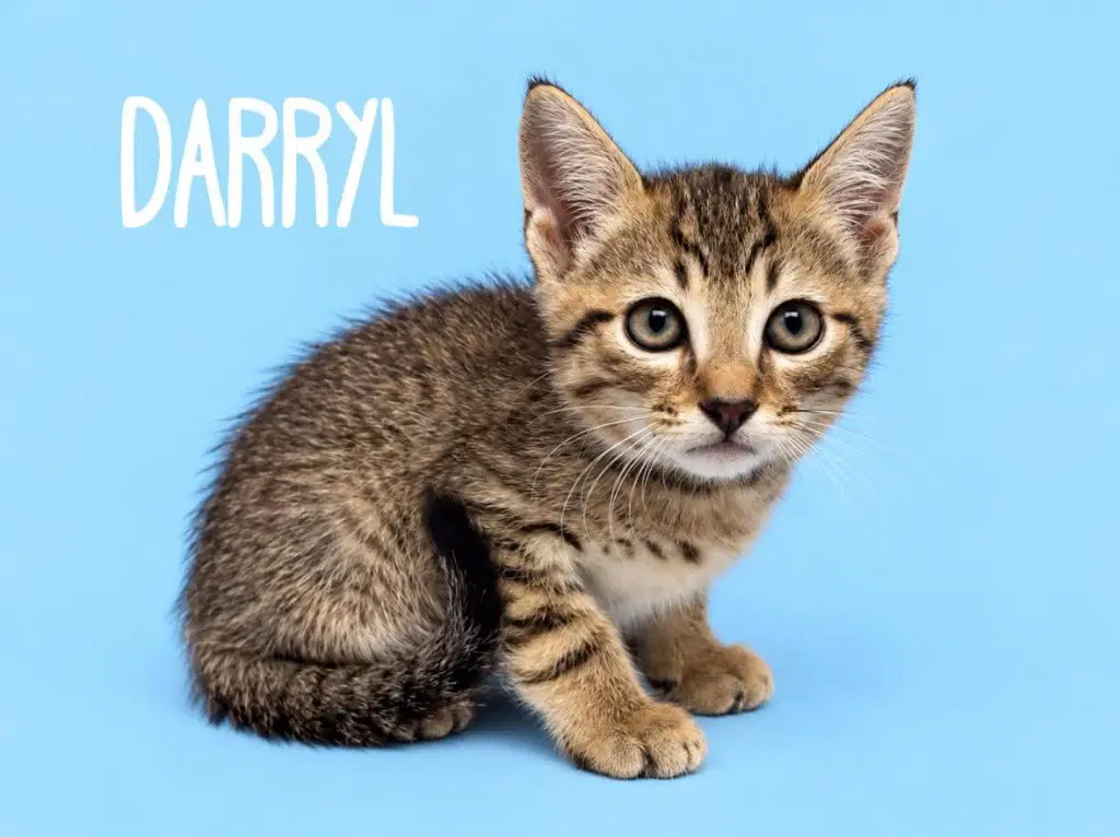 Darryl - Domestic Short Hair