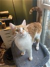 adoptable Cat in deltona, FL named Eddie Tank
