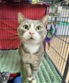 adoptable Cat in deltona, FL named Friend