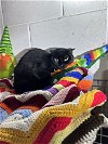 adoptable Cat in deltona, FL named Fala