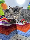 adoptable Cat in deltona, FL named Smurfette