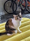 adoptable Cat in deltona, FL named Coco