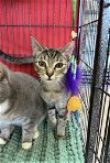 adoptable Cat in deltona, FL named Crystal George