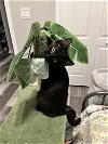 adoptable Cat in deltona, FL named Rose