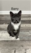adoptable Cat in deltona, FL named Barry