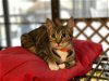 adoptable Cat in deltona, FL named Mona