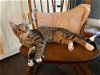 adoptable Cat in deltona, FL named Nora