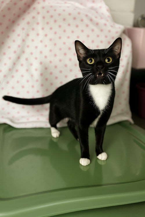 picture of the cat needing adoption