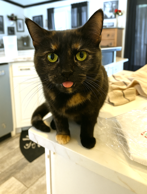 picture of the cat needing adoption