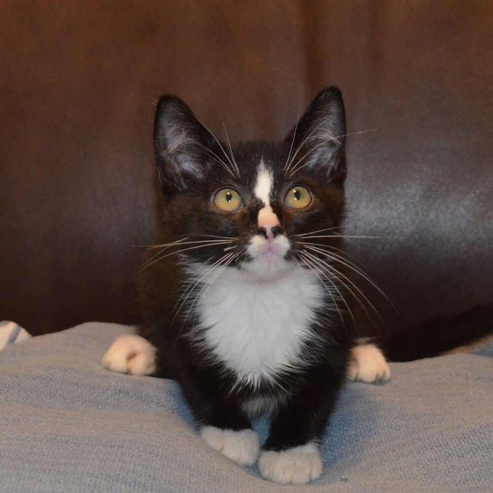 adoptable Cat in Deltona, FL named Glimmer