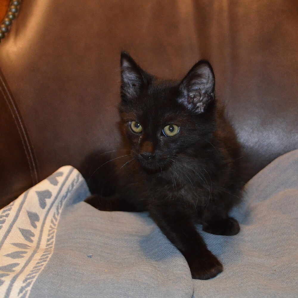 adoptable Cat in Deltona, FL named Eclipse
