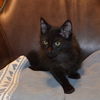 adoptable Cat in  named Eclipse