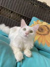adoptable Cat in  named Paula