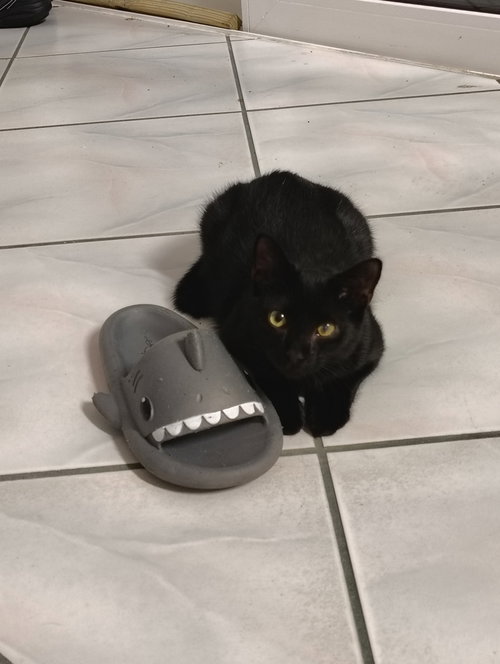 picture of the cat needing adoption