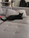 Wink - Photo 2