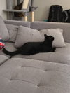 Wink - Photo 3