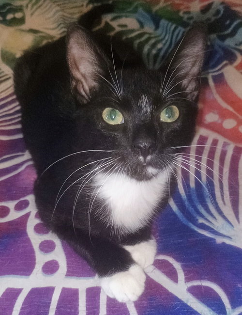 Sam, an adoptable Domestic Short Hair in DELTONA, FL