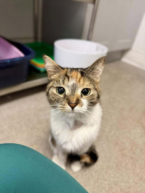 Mars, an adoptable Calico in DELTONA, FL