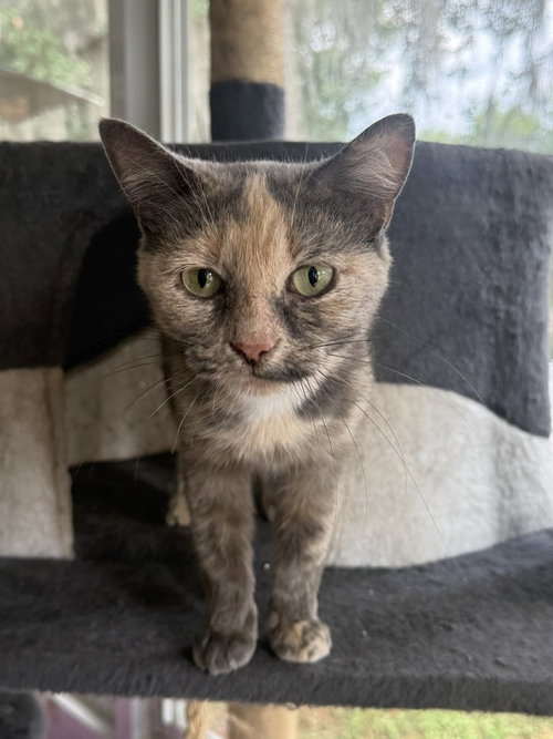 Maple, an adoptable Calico in DELTONA, FL