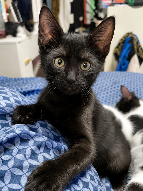 Celeste, an adoptable Domestic Short Hair in DELTONA, FL