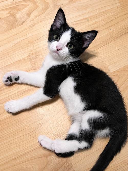 Oreo, an adoptable Domestic Short Hair in DELTONA, FL