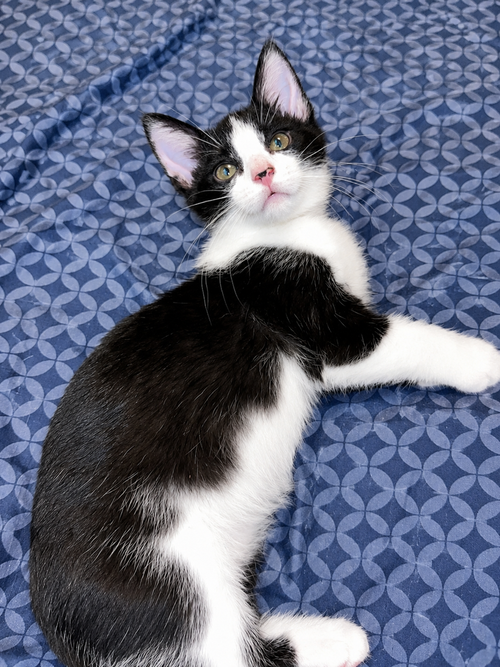Pua, an adoptable Domestic Short Hair in DELTONA, FL