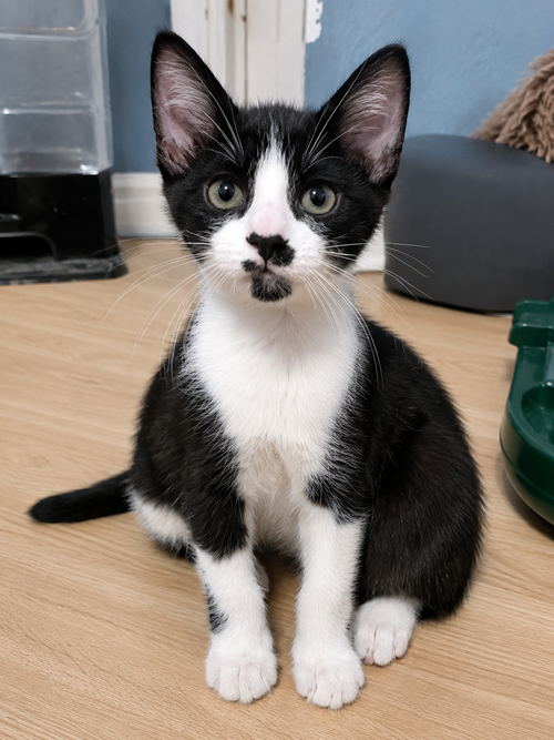 Aizen, an adoptable Domestic Short Hair in DELTONA, FL
