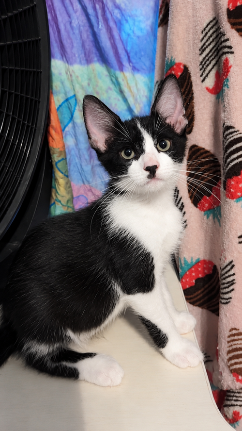 Mikey, an adoptable Domestic Short Hair in DELTONA, FL