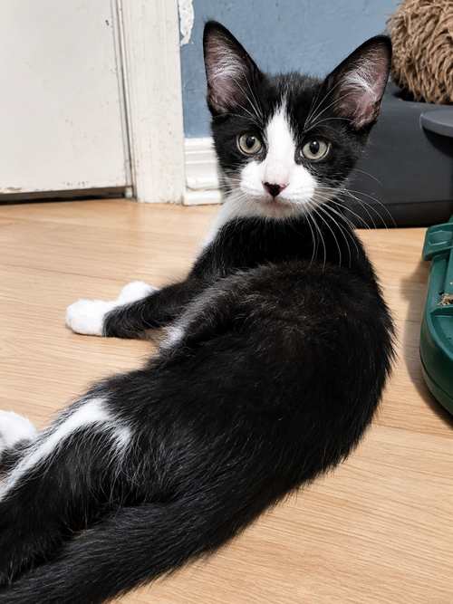 Munchy, an adoptable Domestic Short Hair in DELTONA, FL