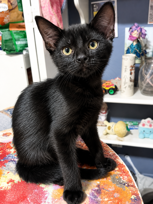 Astrid, an adoptable Domestic Short Hair in DELTONA, FL