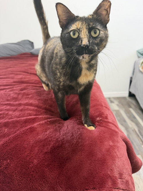 Cosita