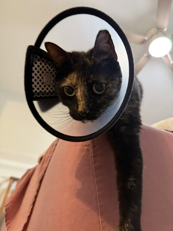 Cosita