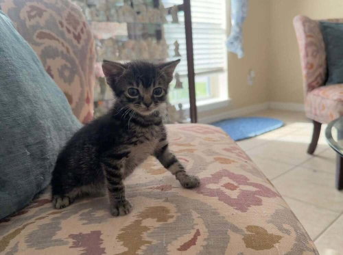 Miso