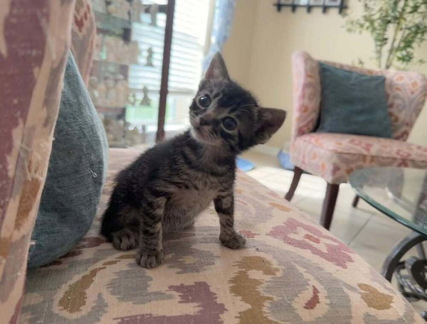 Miso