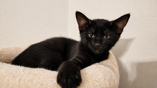Blue, an adoptable Domestic Short Hair in DELTONA, FL