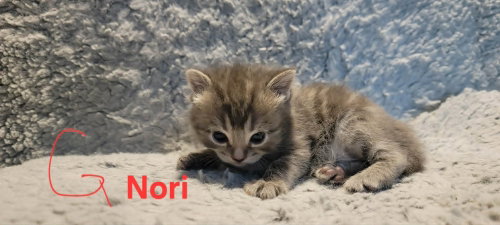 Nori photo 3